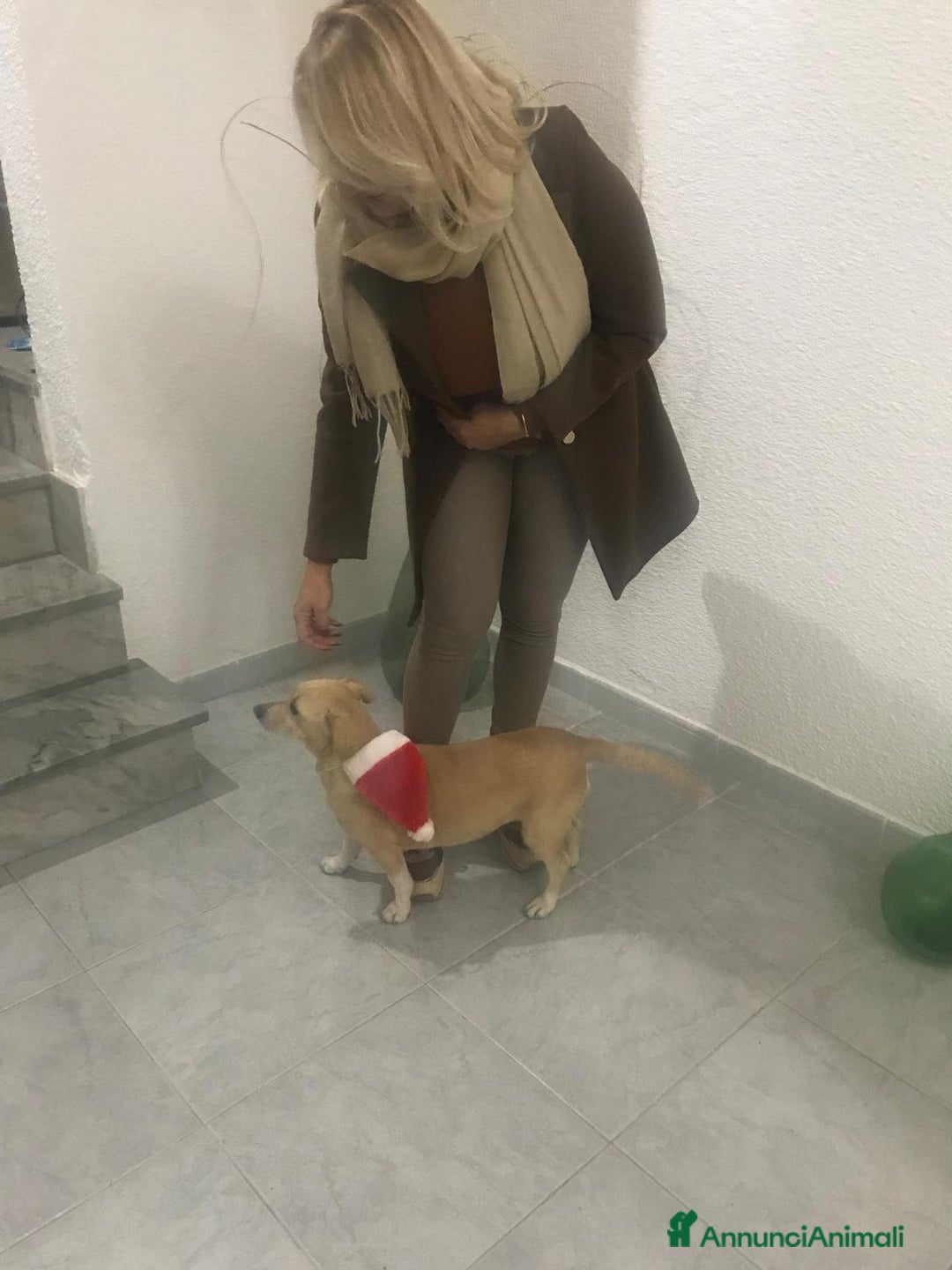Meticcio cani in regalo: LEA cagnolina taglia piccola di 5 anni - Annuncio 10
