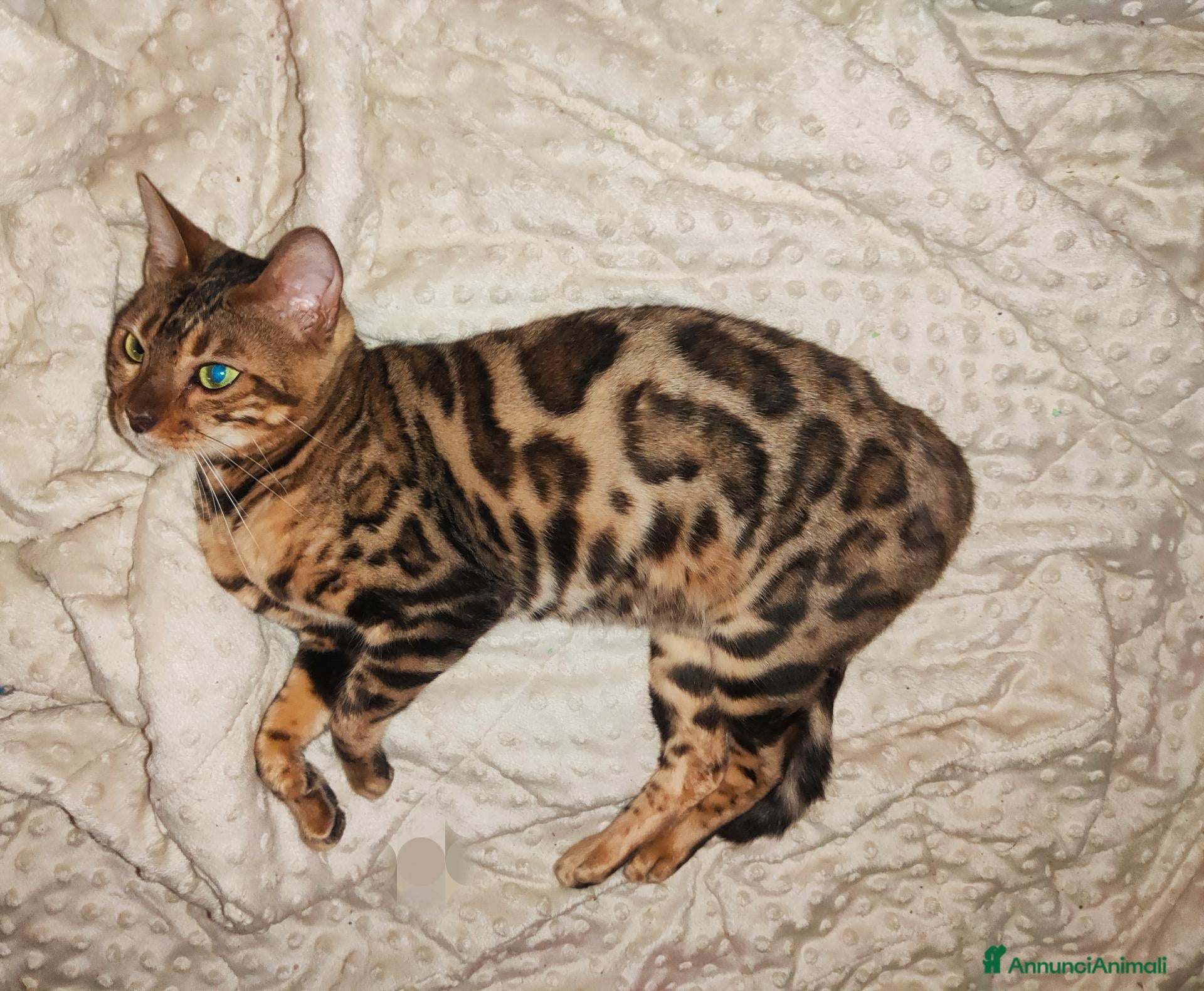 Bengala gatti Gatto Bengala Femmina  - Annuncio 8