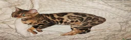 Bengala gatti in vendita: Gatto Bengala Femmina  - Annuncio 1