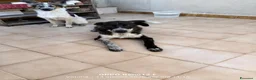 Meticcio cani in regalo: Cucciola affettuosissima a Libero consorzio comunale di Ragusa - Annuncio 2