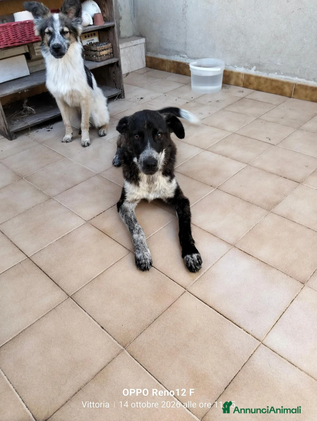 Meticcio cani in regalo: Cucciola affettuosissima a Libero consorzio comunale di Ragusa - Annuncio 2