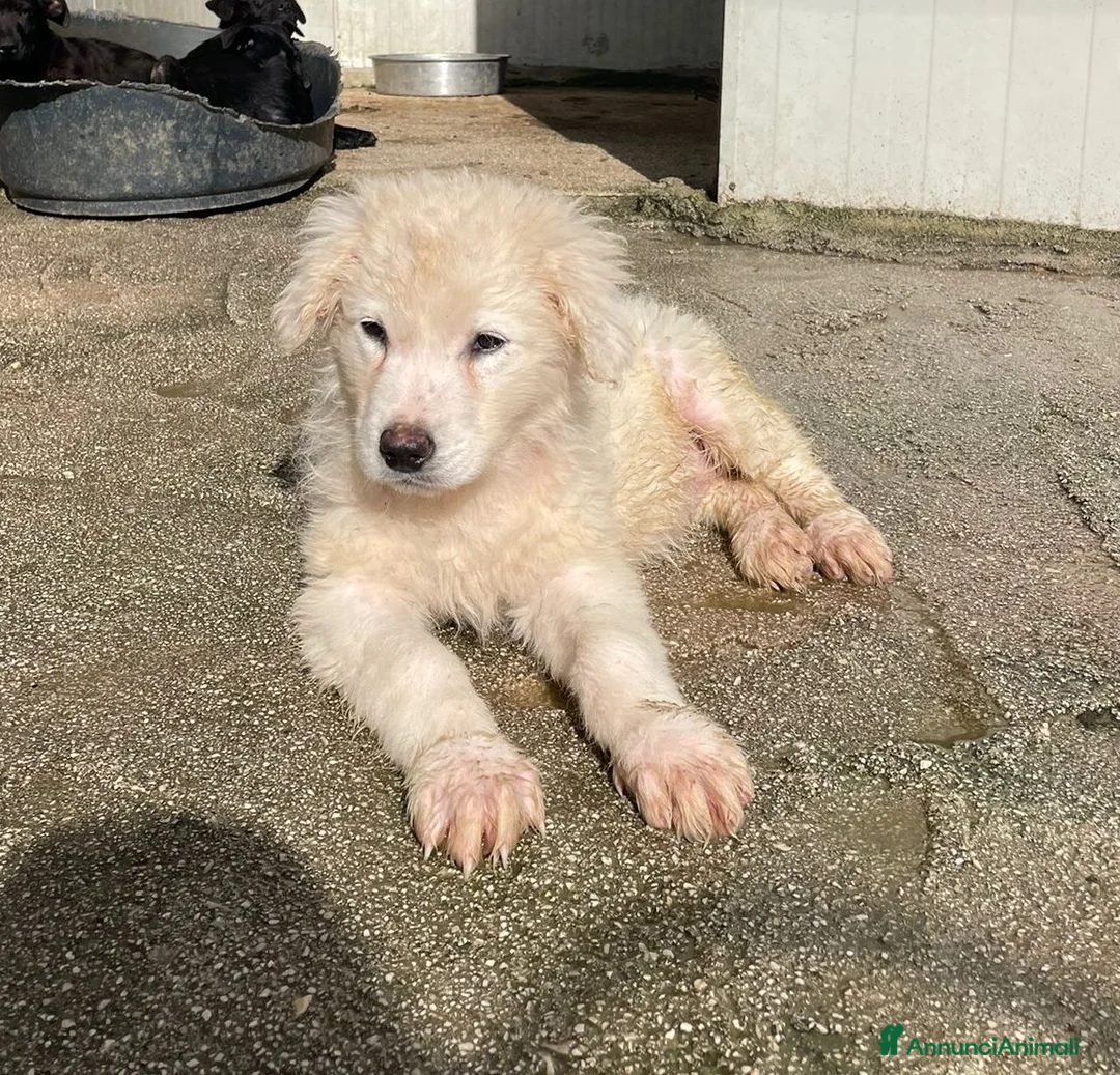 Meticcio cani in regalo: LA SIMPATICA E TENERA FREYA - Annuncio 2
