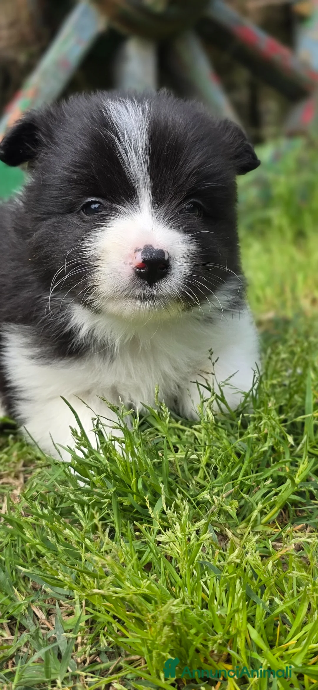 Border Collie cani in vendita: Border collie  - Annuncio 2