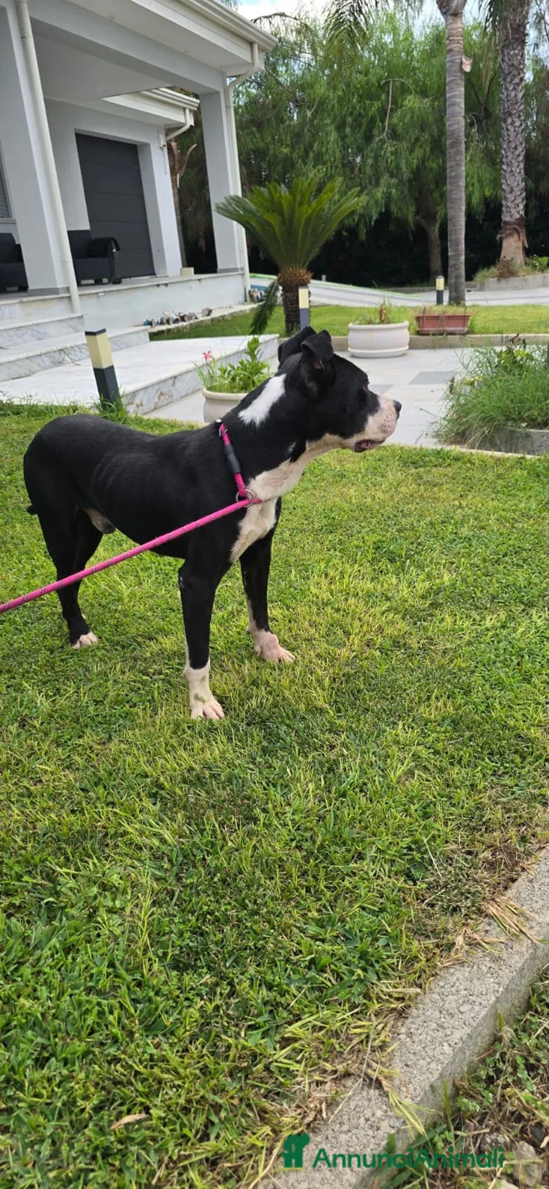 Meticcio cani in regalo: KURMO 💙 LA FIDUCIA È PIÙ FORTE DEL PASSATO a Provincia di Varese - Annuncio 2