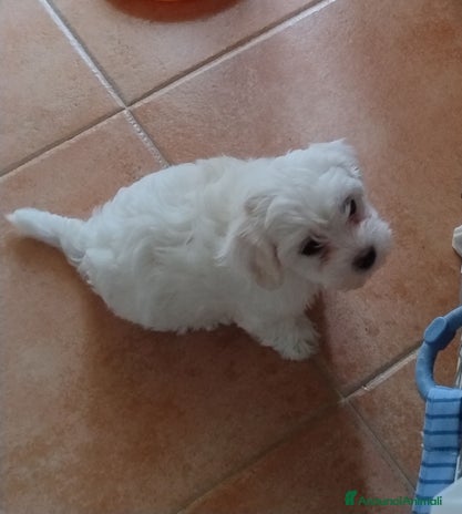 Maltese cani - Annuncio 16