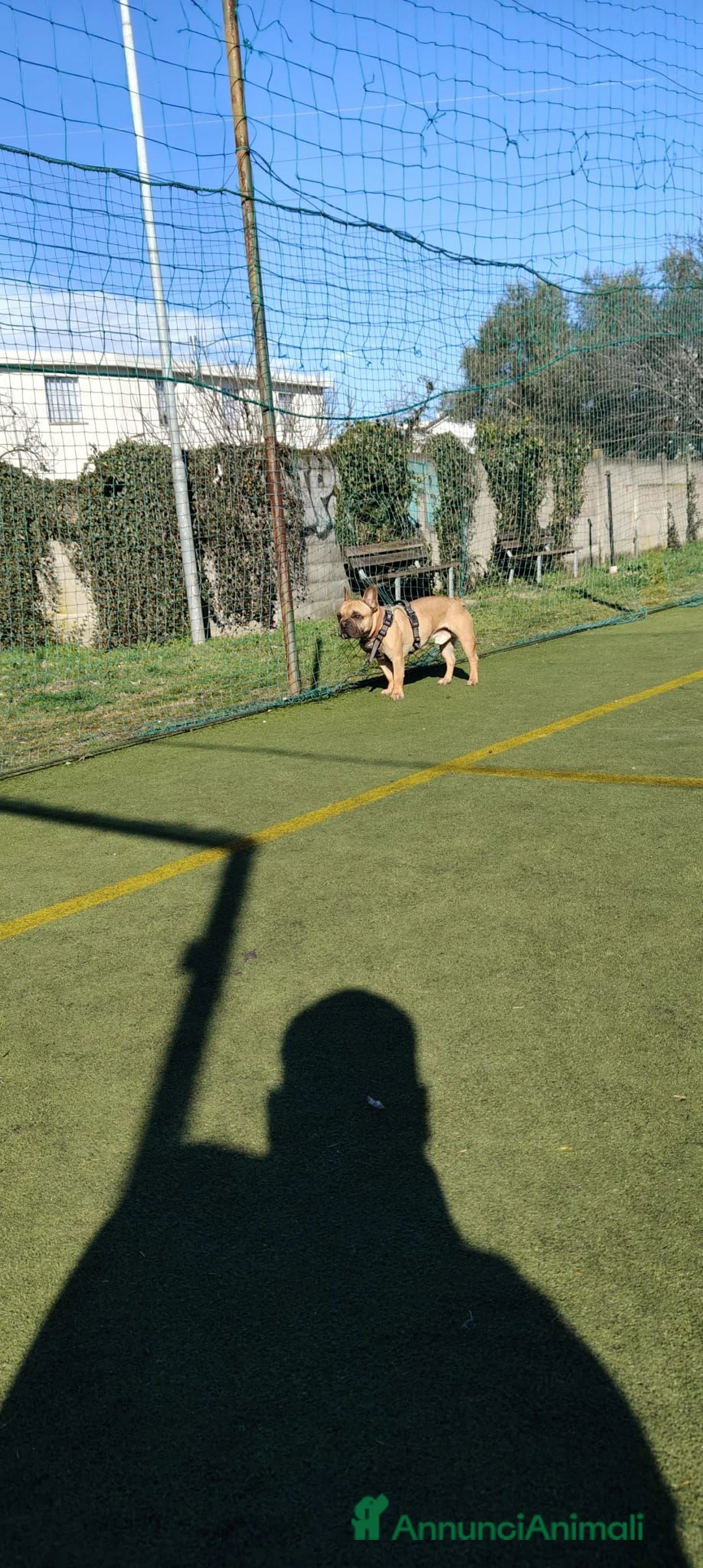 Bulldog Francese cani in regalo: Regalo Bulldog Francese 3 Anni con Pedigree a Città metropolitana di Milano - Annuncio 3
