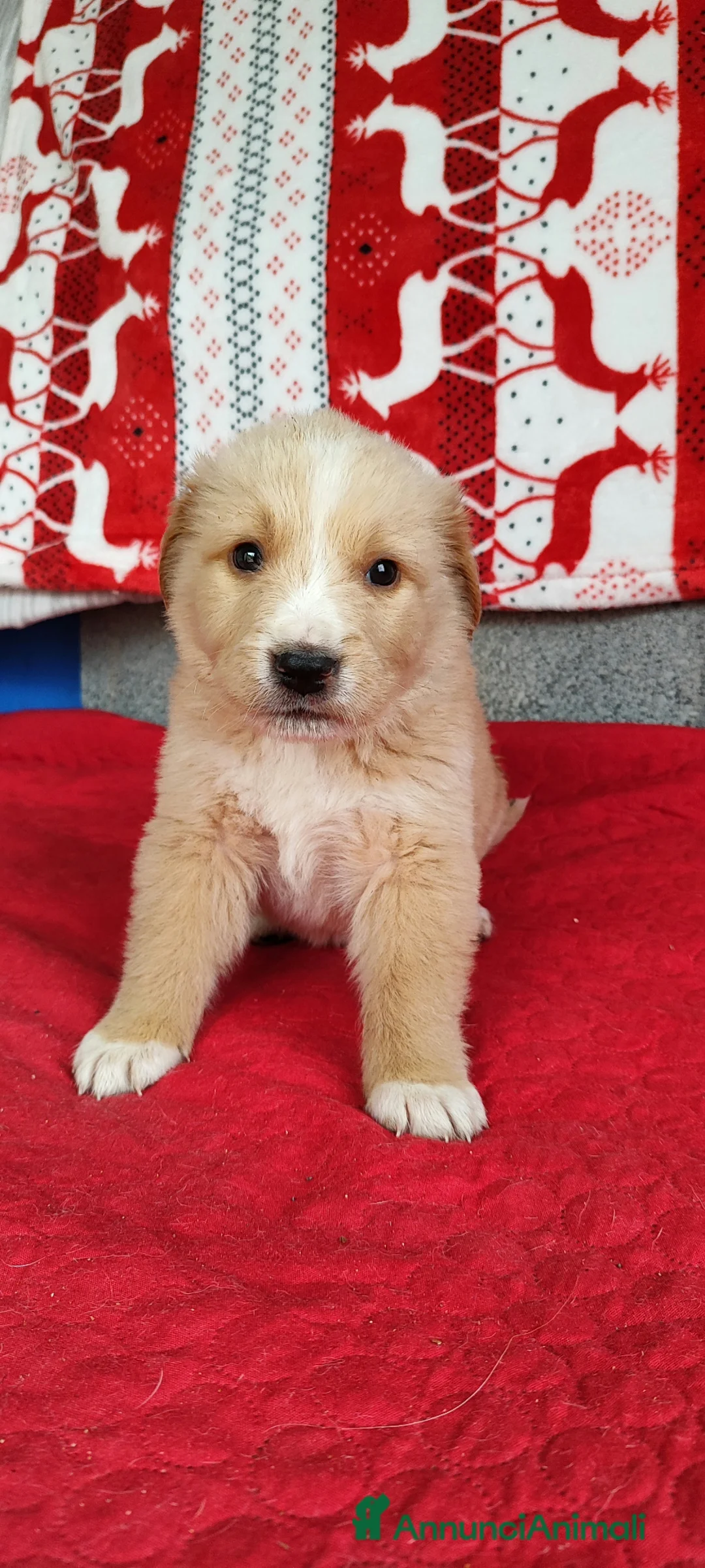 Meticcio cani in regalo: Denver cucciolo bellissimo cerca famiglia a Città Metropolitana di Bologna - Annuncio 2