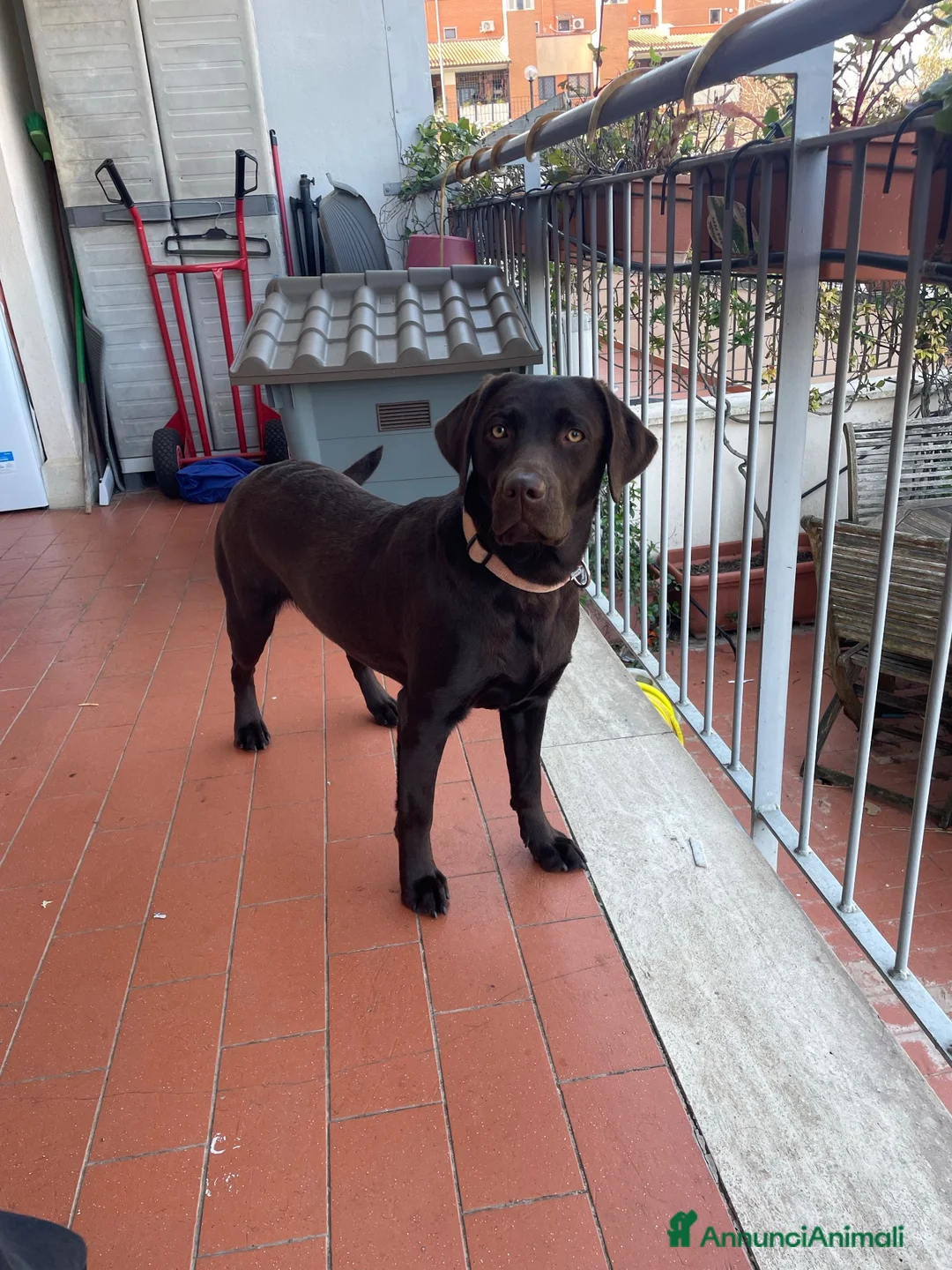 Labrador cani in vendita: Cuccioli Labrador Retriver Chocolate - Annuncio 1