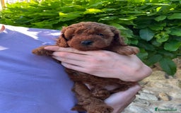 Barboncino cani in vendita: BARBONCINI FULVI TOY E NANI CON PEDIGREE a Vercelli - Immagine 10