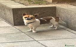 Chihuahua cani per accoppiamento: CHIUAUA MASCHIO DISPONIBILE PER MONTA a Città Metropolitana di Torino - Immagine 1