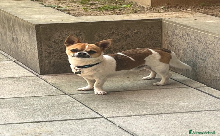 Chihuahua cani a Città Metropolitana di Torino - Annuncio 2