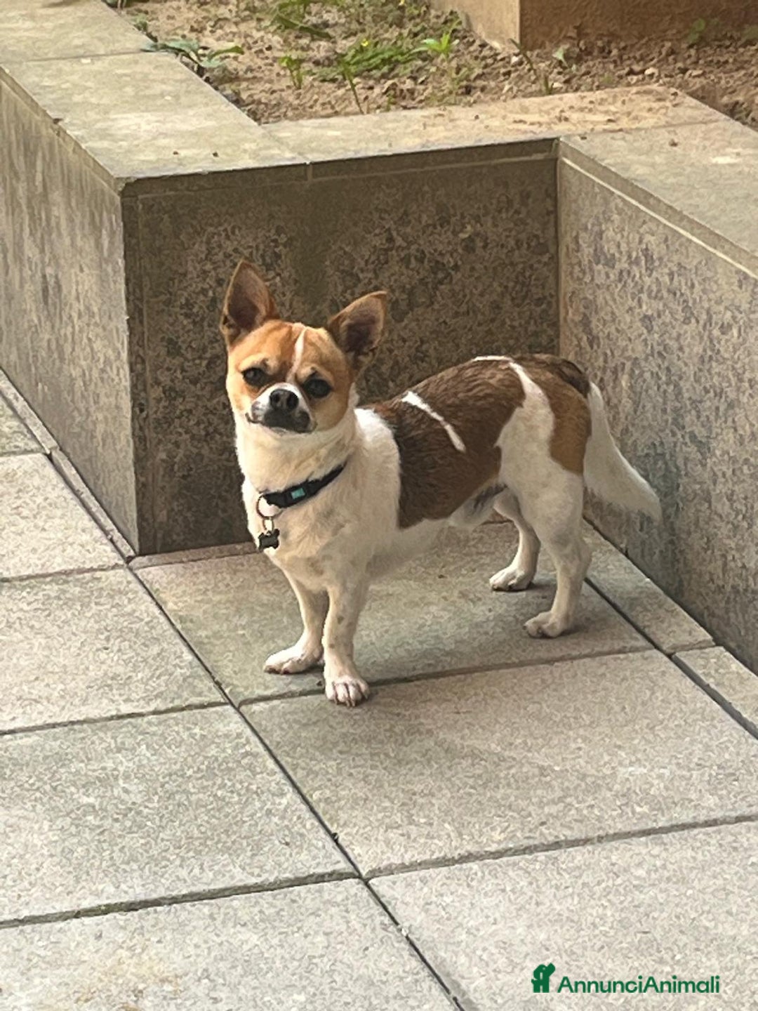 Chihuahua cani per accoppiamento: CHIUAUA MASCHIO DISPONIBILE PER MONTA a Città Metropolitana di Torino - Immagine 1