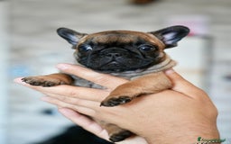 Bulldog Francese cani in vendita: Bulldog francese  a Provincia di Ascoli Piceno - Immagine 5
