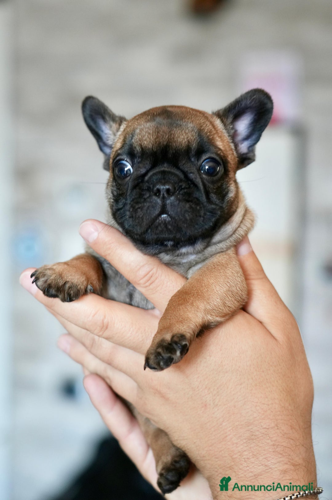 Bulldog Francese cani in vendita: Bulldog francese  a Provincia di Ascoli Piceno - Immagine 5