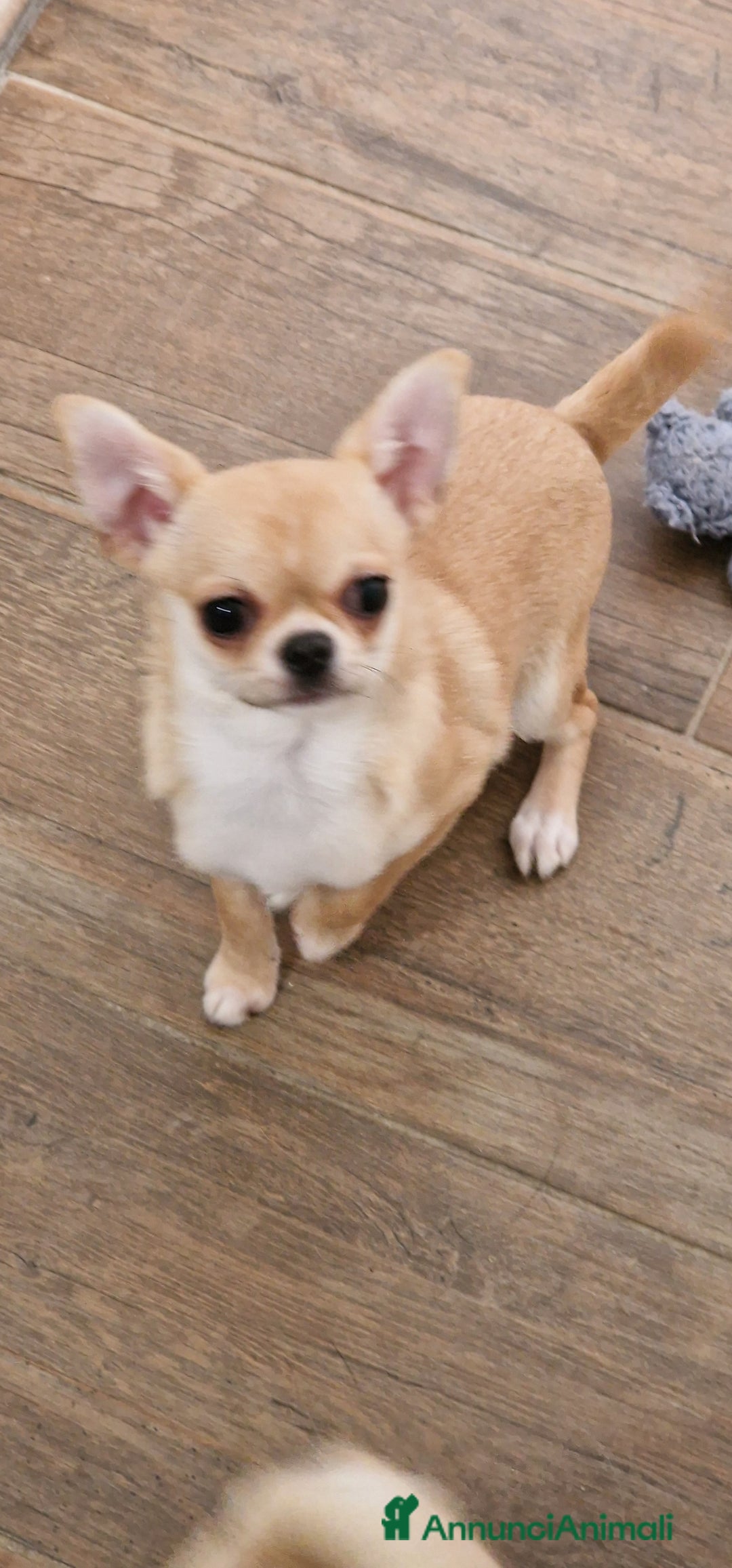 Chihuahua cani in vendita: Chihuahua femmina - Annuncio 3