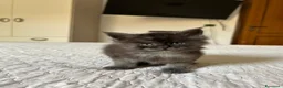 Maine Coon gatti in vendita: Maine Coon cucciolo pedigree ANFI - Annuncio 28