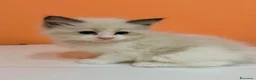 Ragdoll gatti in vendita: cuccioli di ragdoll - Annuncio 13