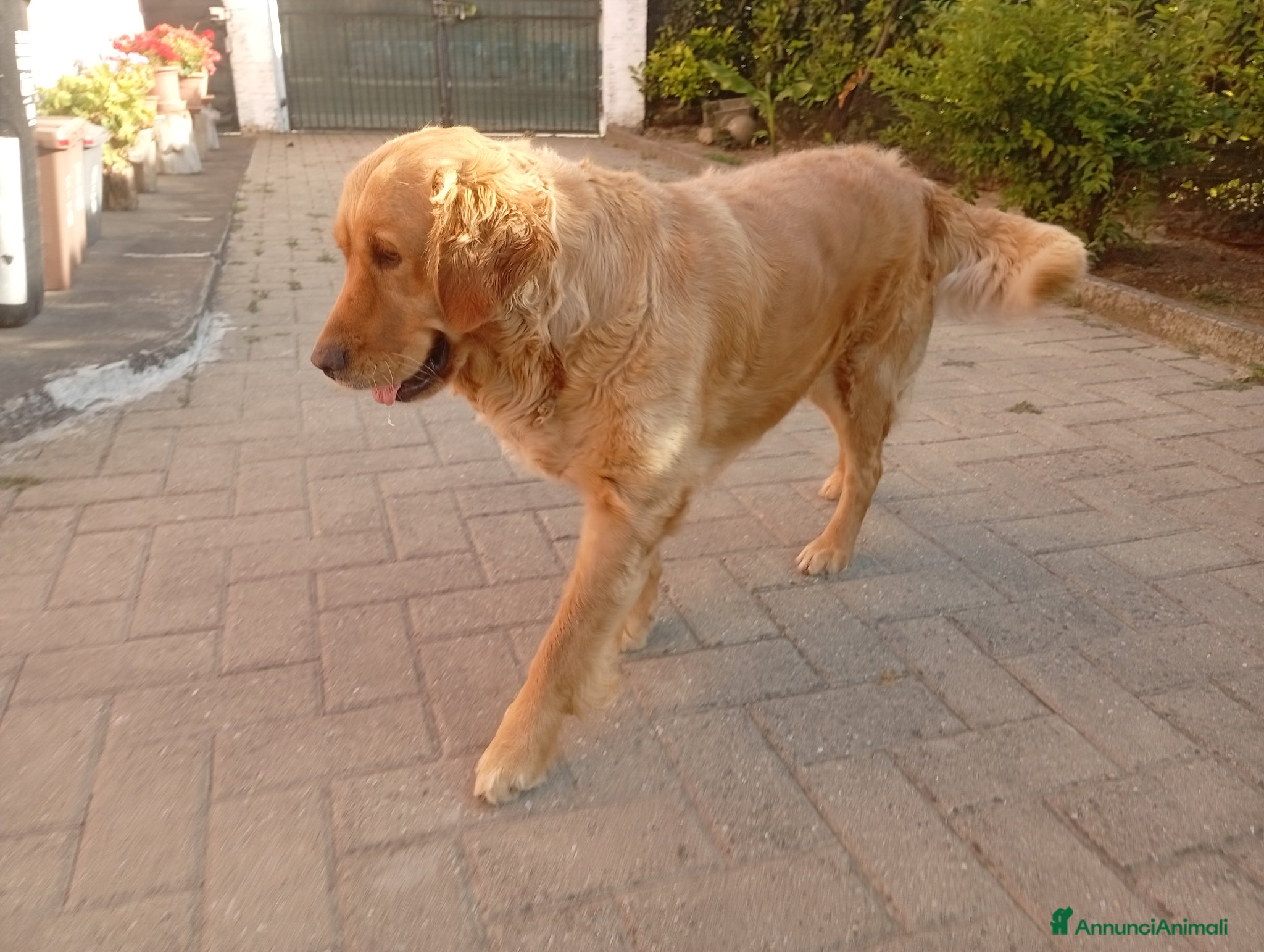 Golden Retriever cani in vendita: Bellissima Golden Retriever femmina  - Annuncio 3