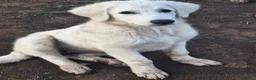 Pastore Abbruzzese Maremmano cani in vendita: 🐶 Cucciola femmina di Pastore Maremmano-Abruzzese - Annuncio 5