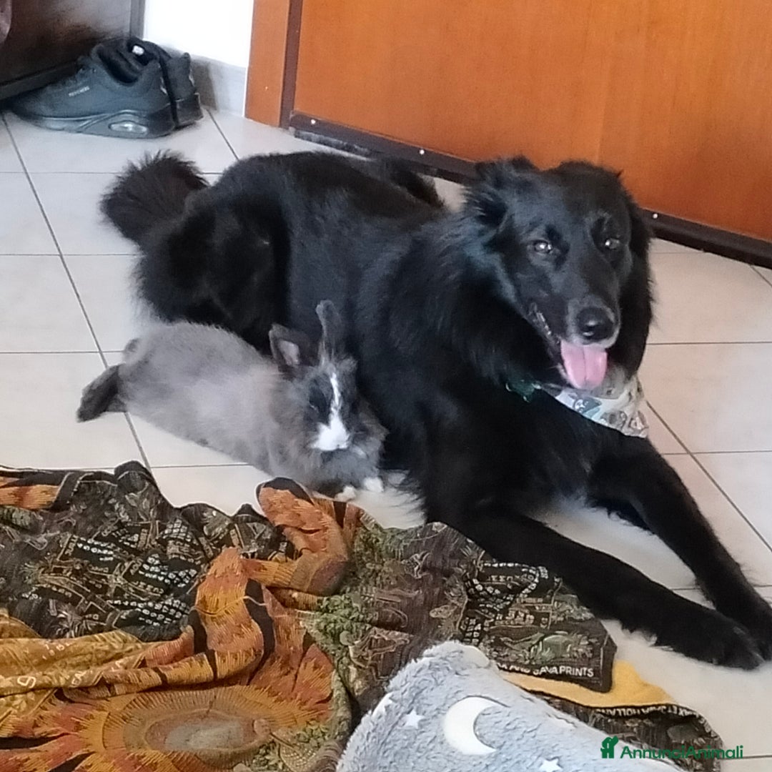 Altre razze cani per accoppiamento: Cerco femmina di pastore x accoppiamento  - Immagine 2