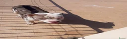 American Bully cani in vendita: American bully pocket - Annuncio 2