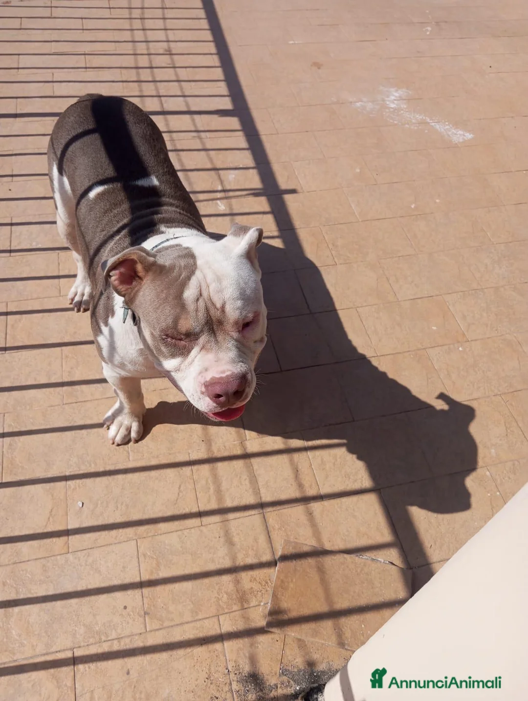 American Bully cani in vendita: American bully pocket - Annuncio 2