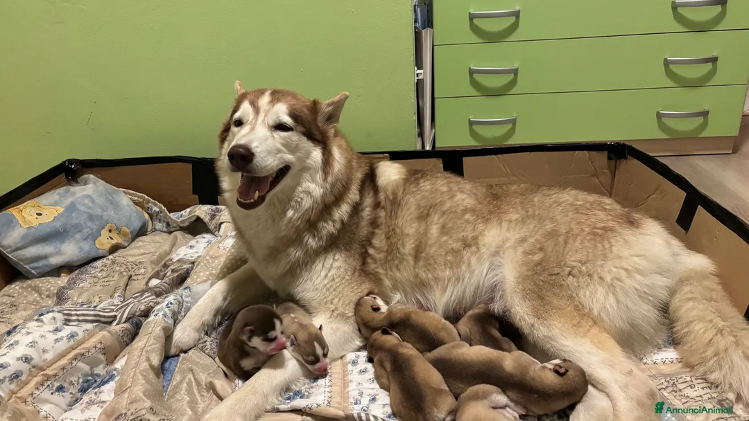 Husky cani in vendita: Cuccioli di Siberian Husky - Annuncio 1