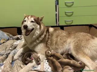 Husky cani Cuccioli di Siberian Husky - Annuncio 1