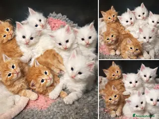 Maine Coon gatti Maine coon - Annuncio 8