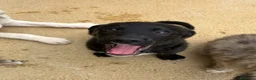 Meticcio cani in regalo: AIKO E ACQUA - Annuncio 3