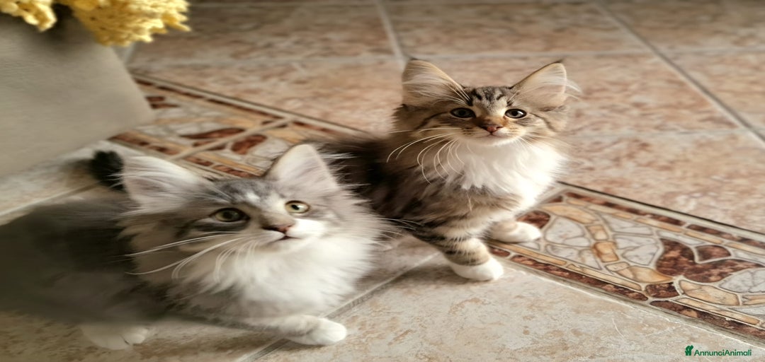 Immagine della galleria {{count}}