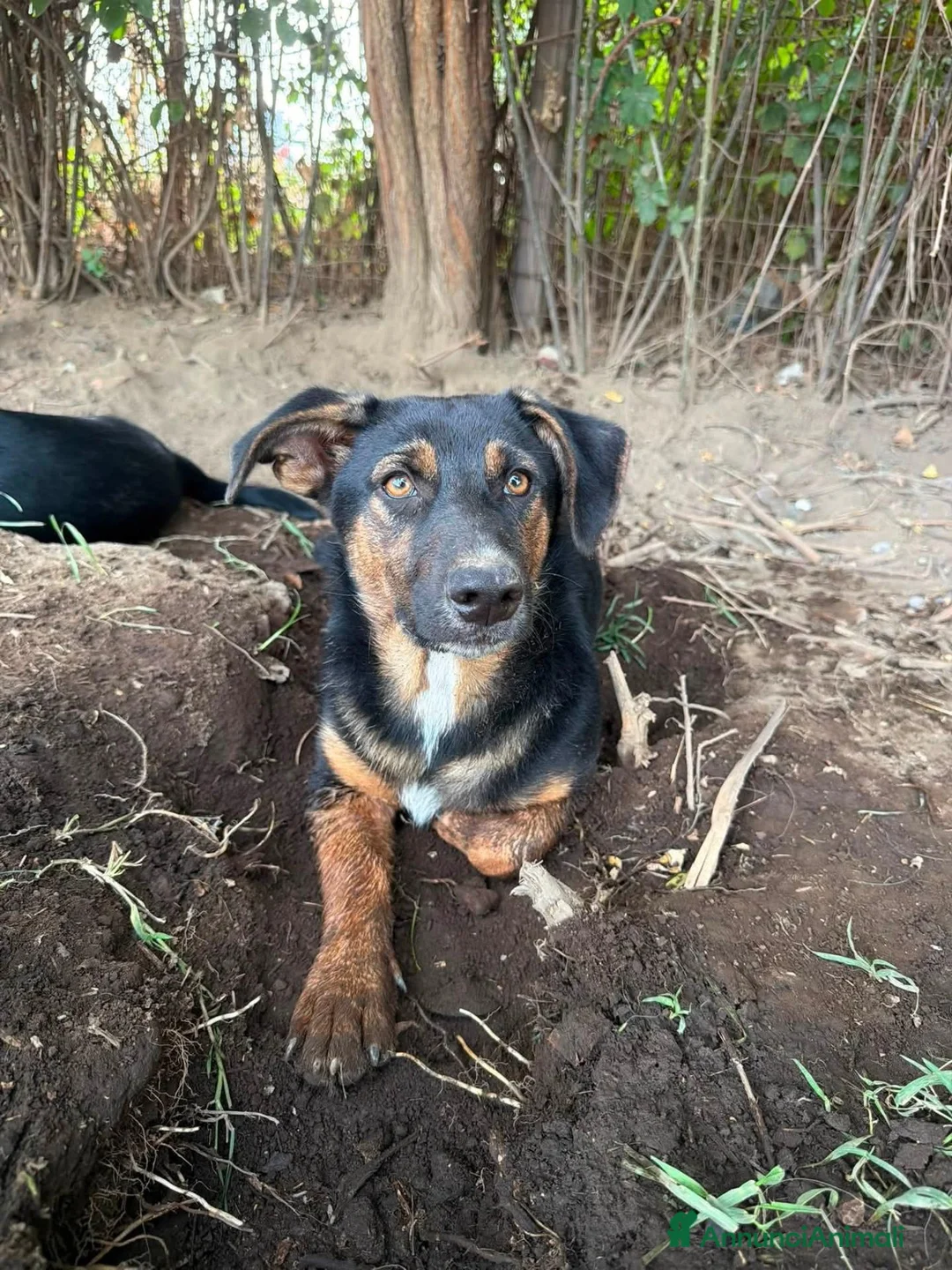 Meticcio cani in regalo: Bacon cerca amore - Annuncio 2