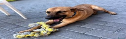 Meticcio cani in regalo: ARGO LUPETTO - Annuncio 6