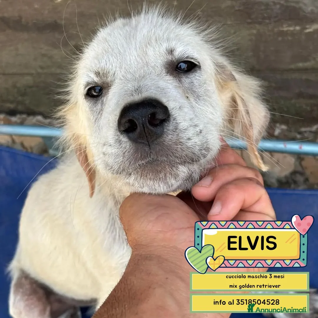 Meticcio cani in regalo: ELVIS CUCCIOLO incrocio golden retriever adozione - Annuncio 1