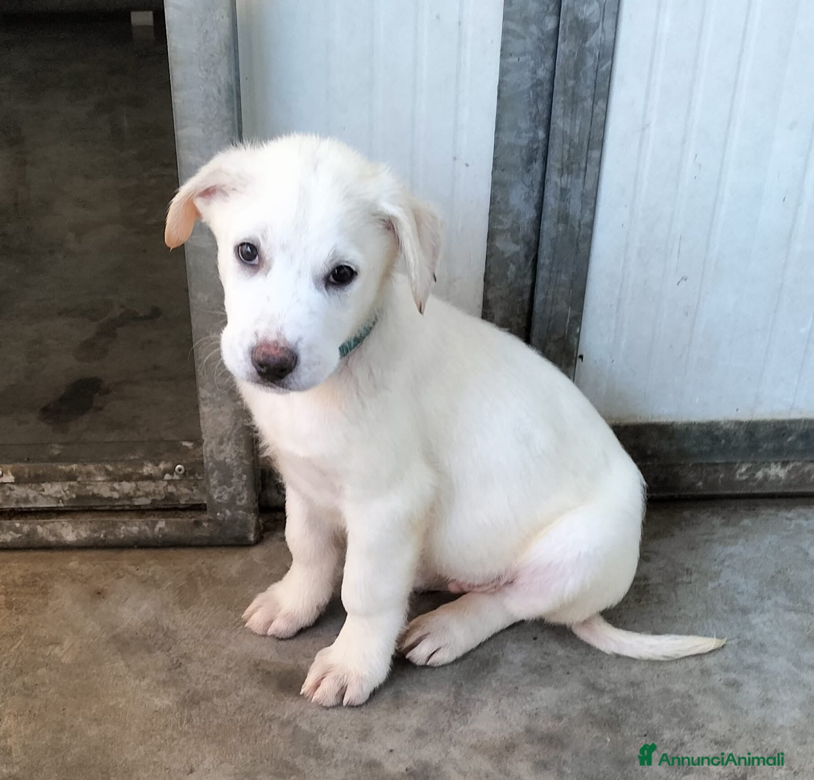 Meticcio cani Blue splendido cucciolo taglia grande - Annuncio 25