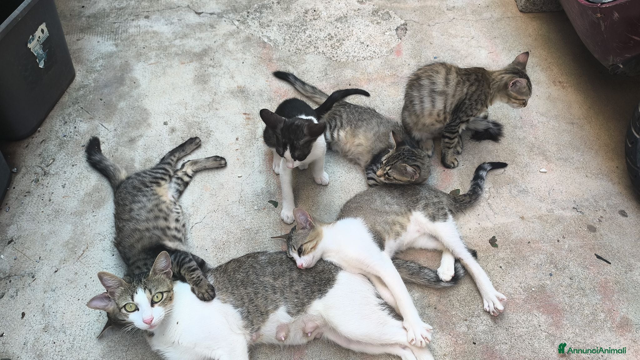 Altre razze gatti Gatti cresciuti in casa - Annuncio 9