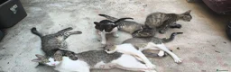 Altre razze gatti in regalo: Gatti cresciuti in casa a Città metropolitana di Messina - Annuncio 1