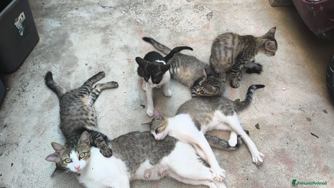 Altre razze gatti in regalo: Gatti cresciuti in casa a Città metropolitana di Messina - Annuncio 1