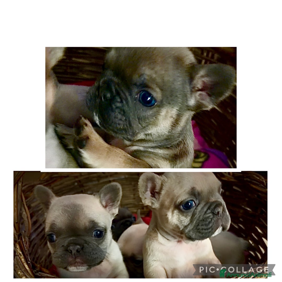 Bulldog Francese cani in vendita: Vendo bulldog francesi esotici - Annuncio 2