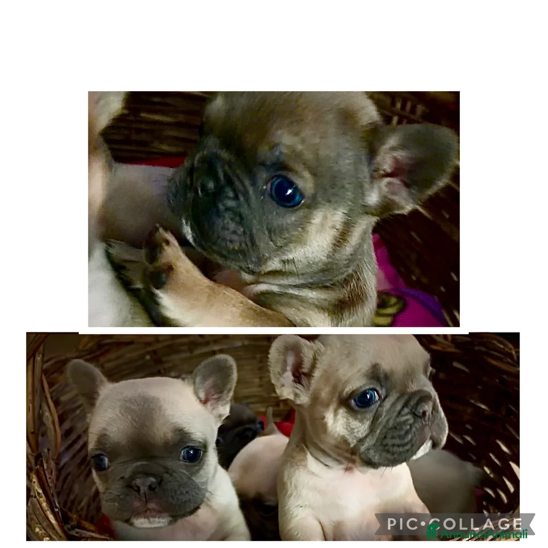 Bulldog Francese cani in vendita: Vendo bulldog francesi esotici - Annuncio 2