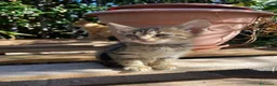 Meticcio gatti in regalo: 5 gattini cercano casa ❤️ - Annuncio 3