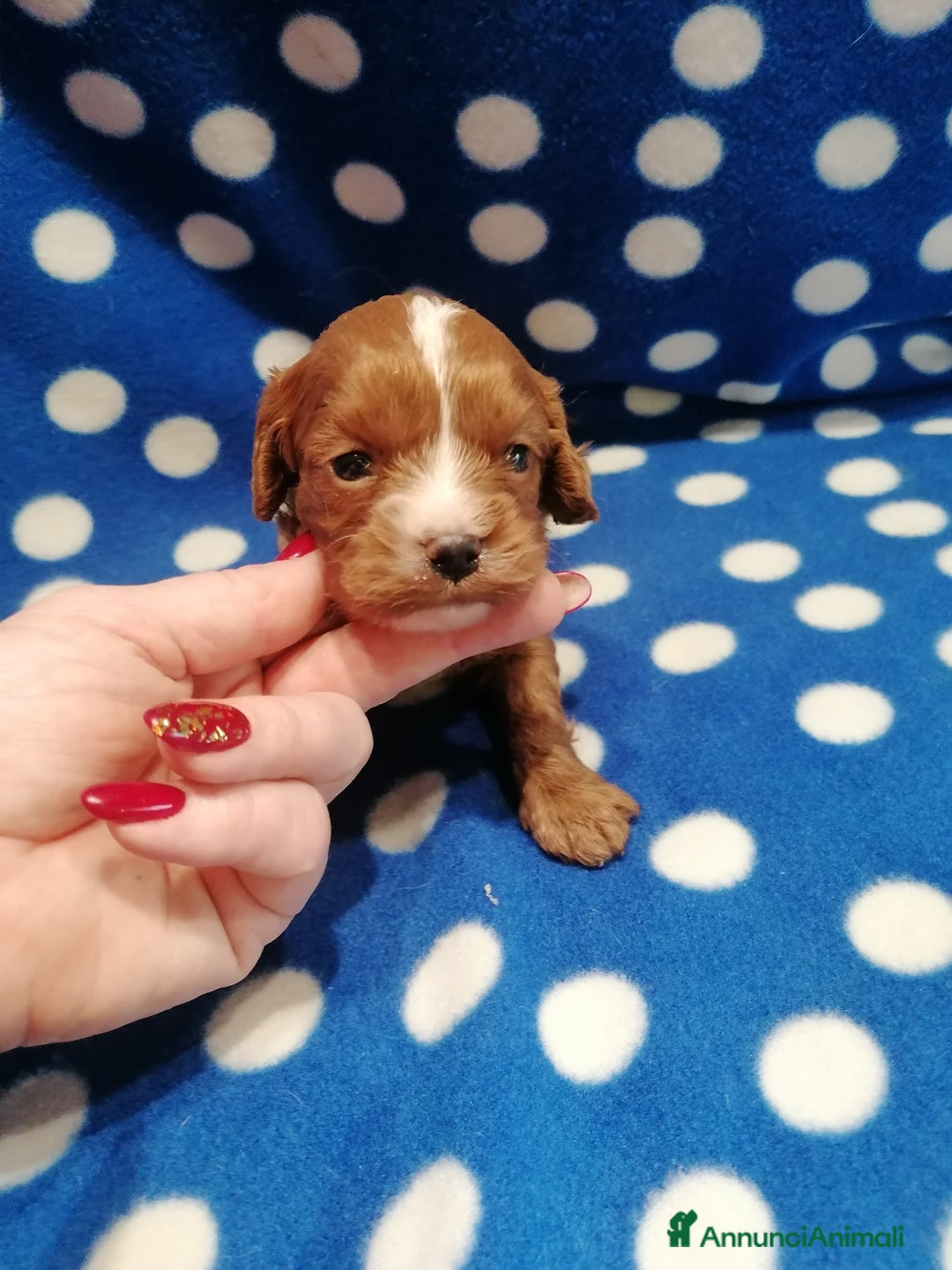 Meticcio cani in vendita: Cavapoo cuccioli - Annuncio 2