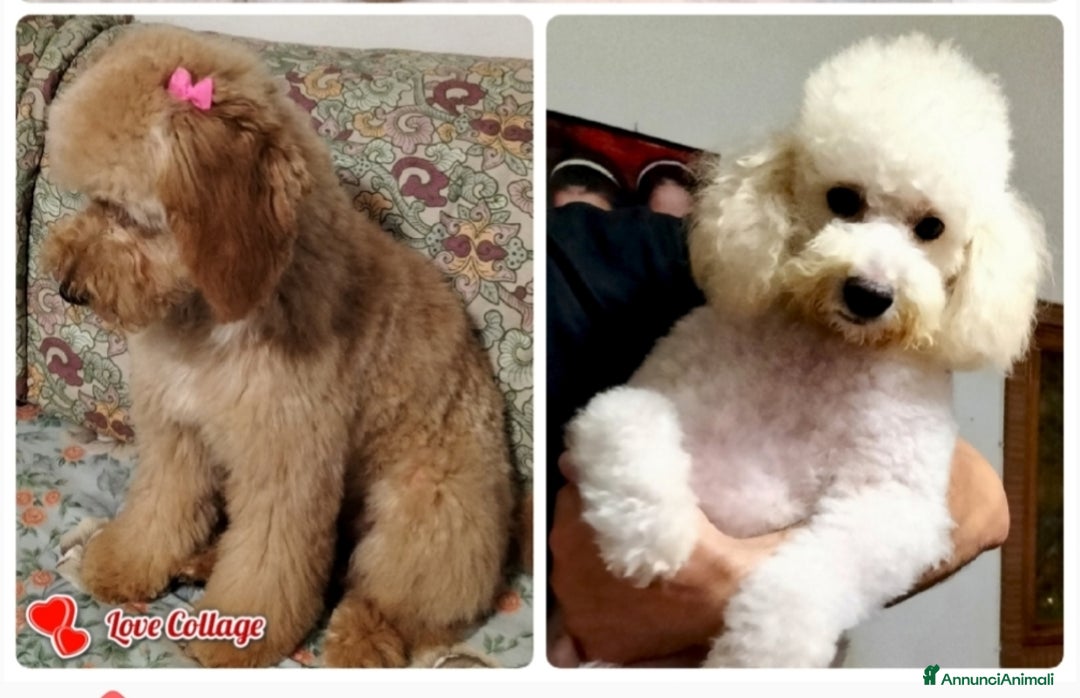 Barboncino cani in vendita: Barboncini nani  - Annuncio 2