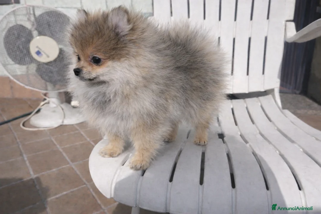 Volpino Pomerania cani in vendita: Volpino pomerania femmina pedigree - Annuncio 4