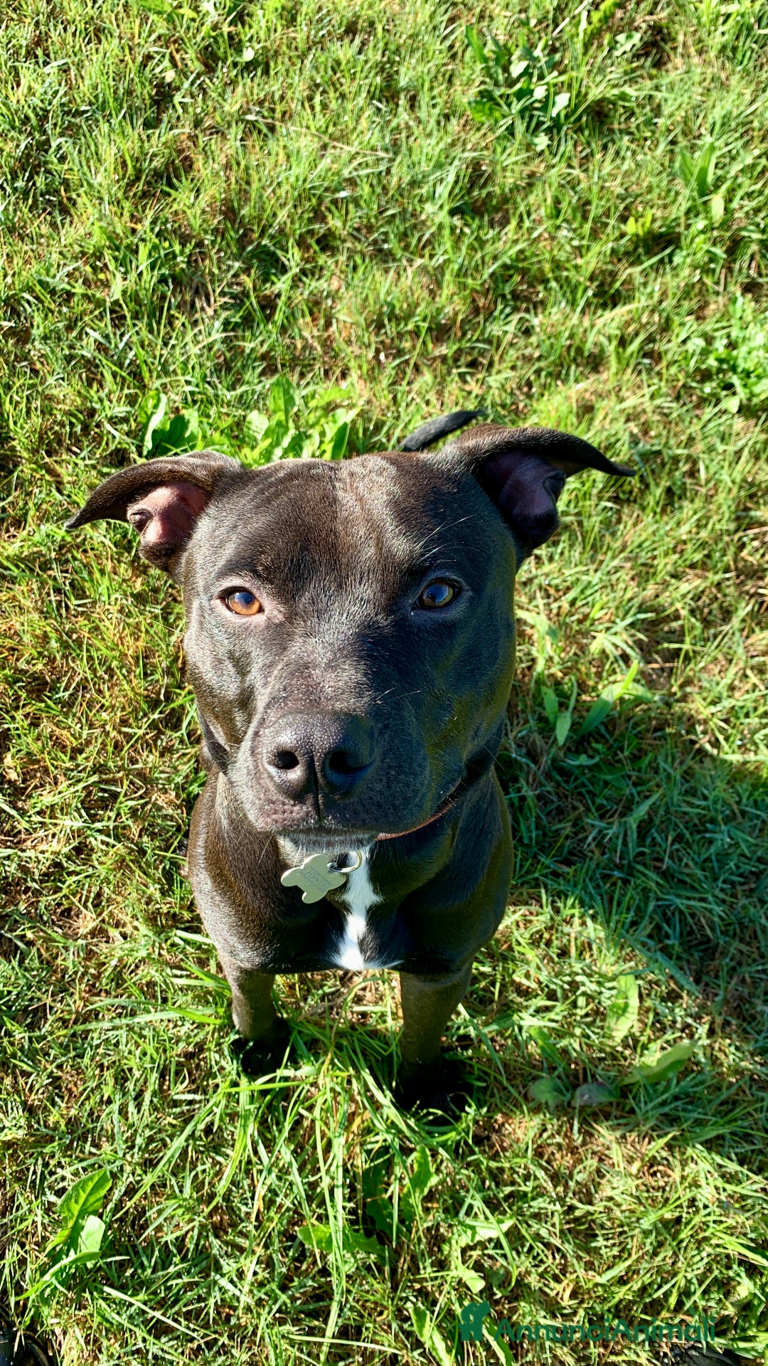 Pitbull cani in regalo: Chester Pitbull 2 anni maschio - Annuncio 5