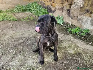 Cane Corso cani Lucia: cane corso maltrattata dolcissima - Annuncio 1