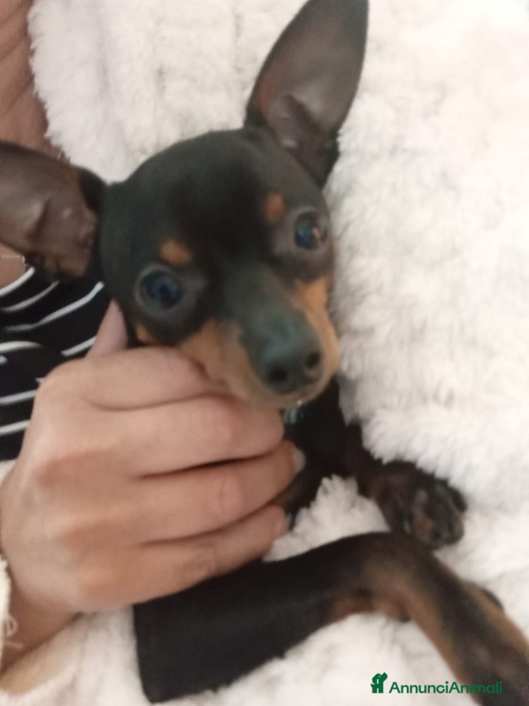 Pinscher Miniatura cani per accoppiamento: Fufy, giovane Pinscher cerca dolce pinscherina - Annuncio 2