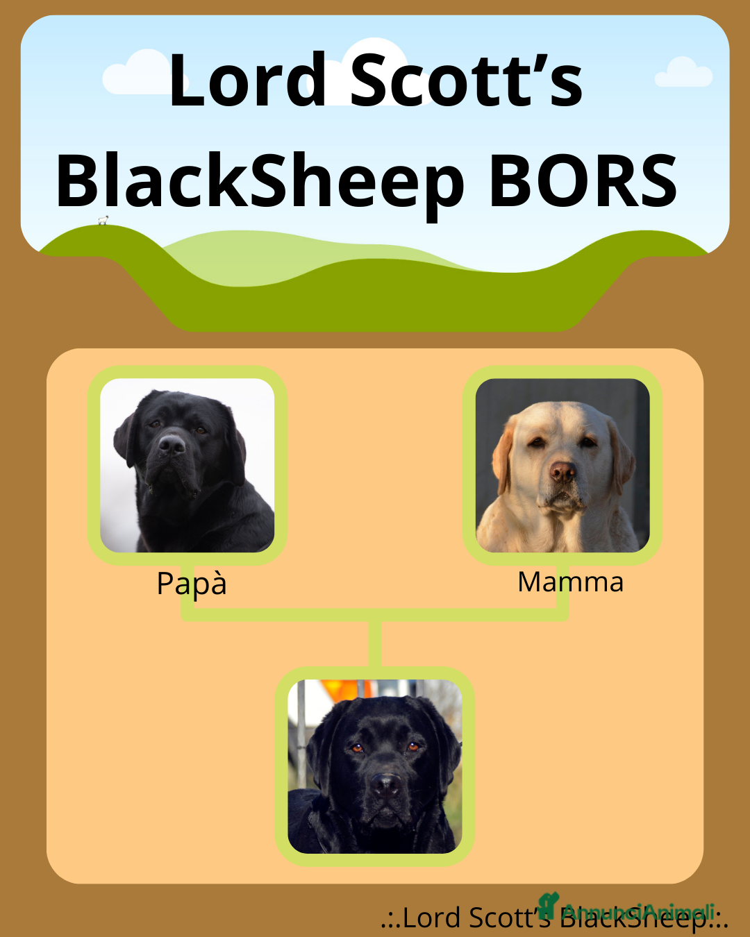 Labrador cani Maschio adulto di Labrador - Annuncio 1