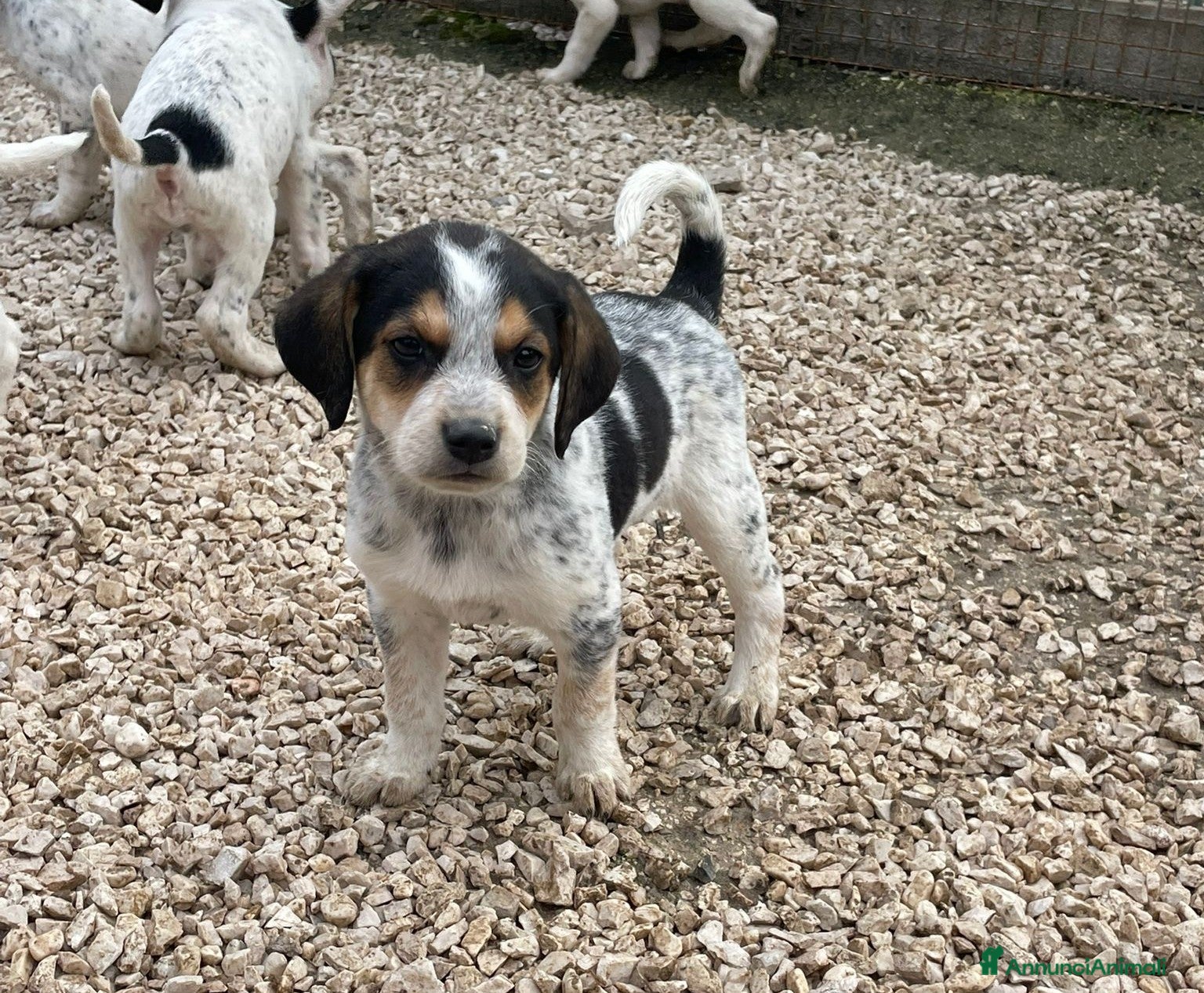 Meticcio cani SIRYA CLEMENTINA HALLEY - Annuncio 12