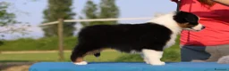 Australian Shepherd cani in vendita: Cuccioli di pastore australiano  - Annuncio 2
